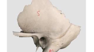 Temporomandibular Joint - part 1