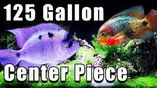 The Ultimate 125 Gallon Center Piece Fish!