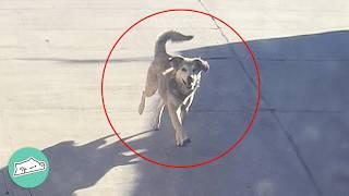 Street Dog Won't Stop Chasing A Van. So They Take Her In | Cuddle Buddies