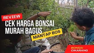 CEK HARGA BONSAI DI OM WAHYU BEKASI || PART 1 || BONSAI CIKARANG