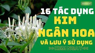 16 tác dụng của kim ngân hoa và lưu ý khi sử dụng