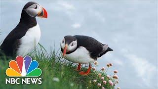 How The Adorable Atlantic Puffin Came Back From Near Extinction | Nightly News Films