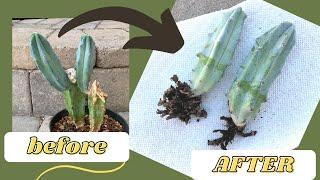 How to Root a Cactus Offset (WITH RESULTS!) | Propagate a Cactus