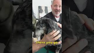 SENIOR DACHSHUND WHINING IN PAIN  Animal Chiropractor