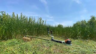 Cutting down really big grass with Stihl Fs 561-C and Husqvarna 545-RX with my father.