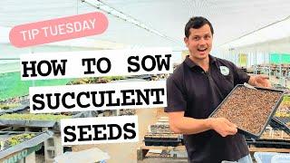 HOW TO SOW SUCCULENT SEEDS 