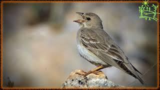 Voices of birds How Pale Rockfinch (Carpospiza brachydactyla) sings