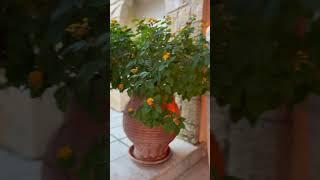 Красота в мелочах #отдыхайте