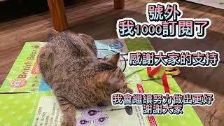 貪玩喵虎斑貓玩三色棒Tabby playing tricolor cat stickトリコロールの猫用スティックで遊ぶ、遊び好きなトラ猫삼색 고양이 막대기를 가지고 노는 장난기 많은 얼룩 고양이