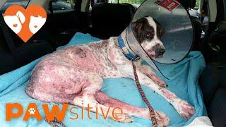 Everyone Thought This Great Dane Was Neglected, The Truth Will Shock You  | PAWsitive 