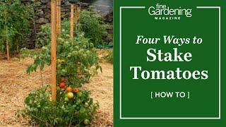 Four Ways to Stake Tomatoes
