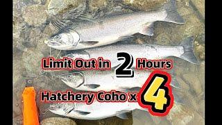 YES! She Limited Out w/ 4 Coho’s in 2 Hrs | BC Canada | 2024