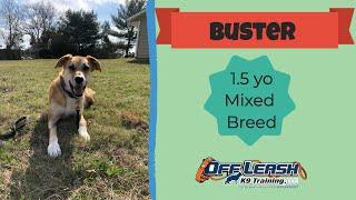 1.5 yo Mixed Breed (Buster) | Best Dog Trainers in Philadelphia | Off Leash K9 Training Philadelphia