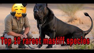 The 10 Rarest Mastiff Dog Breeds In 2024