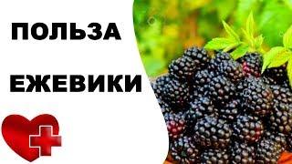 Полезные свойства ЕЖЕВИКИ. Польза и вред ежевики для организма человека