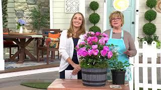 Girl Next Door 1-Piece Scentables Rose Live Plants on QVC