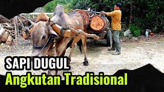 Mulai Langka.... Sapi Dugul mengangkut kayu gelondongan di Kalsel