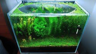 9 Months Update - (Saving Amano Larvae) NO filter, NO CO2, NO Ferts 5 Gallon Nano Tank