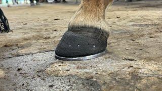 CASTING a Chipped HOOF