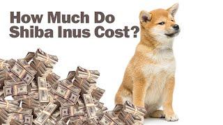 How Much Do Shiba Inu Puppies Cost?