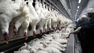 American Farmers Raise And Process Millions Of Turkeys, Pheasants, And Many Other Poultry This Way.