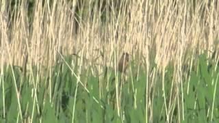 Great Reed Warbler