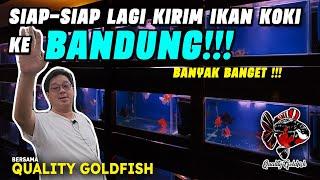 SIAP-SIAP KIRIM IKAN KOKI KE RUMAH COSTUMER DI BANDUNG !!!