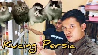 VLOG HENDRA HERMAWAN | Harga adopsi kitten persia di akhirtahun