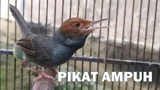 Burung Prenjak tamu GACOR terbukti ampuh untuk pikat masteran pernjak bahan agar bisa cepat bunyi