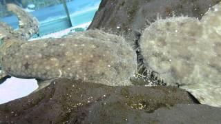 Canoodling wobbegongs