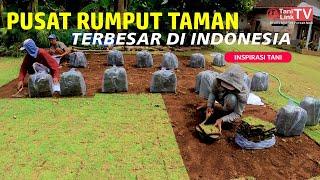 Sentra Budidaya Rumput Taman Terbesar di Malang. Sudah Ada Sejak Tahun 1980 an