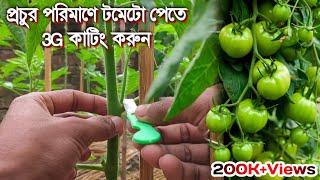 টমেটো গাছের 3g কাটিং | Tomato 3g Cutting Bangla | টমেটো চাষ পদ্ধতি