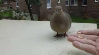 How I Did Domesticate a Mourning Dove in Few Minutes.HD