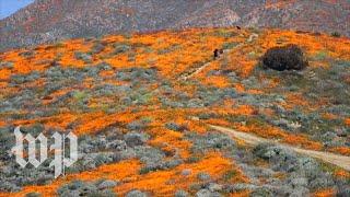 'Super bloom' of wildflowers flourishes in California