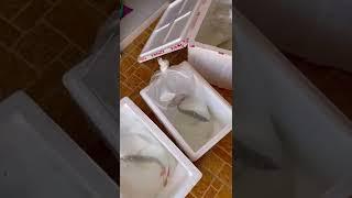 Community tank arowana : packing for new house