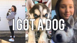 I got a SIBERIAN HUSKY puppy |montage video|