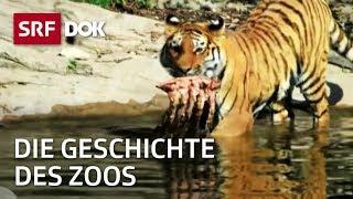 Der Zoo und seine Geschichte in der Schweiz | Zoo Zürich & Zoo Basel | Doku | SRF Dok