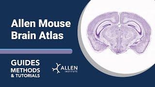 Allen Mouse Brain Atlas | Tutorial
