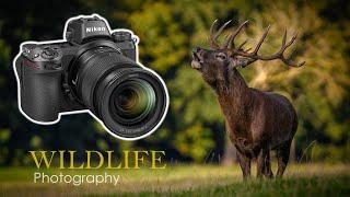 Wildlife Photography at it's BEST - The Nikon Z6