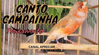 CANÁRIO MOSAICO CANTO CAMPAINHA