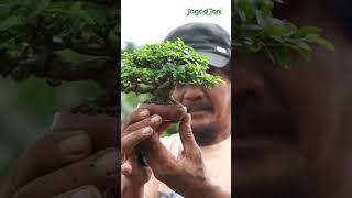 Tips Perawatan Bonsai Mame #bonsai #trending #trendingshorts