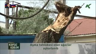 Aşma təhlükəsi olan ağaclar aşkarlanıb  -  Kəpəz TV