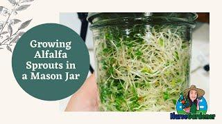 Growing Alfalfa Sprouts in a Mason Jar