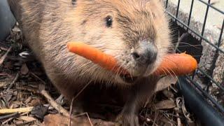 The cutest carrot thief