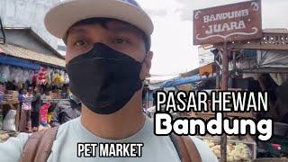 THE BIGGEST EXOTIC  PET MARKET IN BANDUNG - INDONESIA