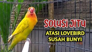 Suara Burung Lovebird Ngekek Panjang Cepat Atasi Lovebird Bisu Susah Bunyi, Pancingan LB Fighter