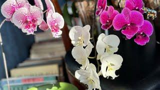 Режу новые цветоносы, раскрываю секреты ухода за орхидеями #phal #уходзаорхидеями