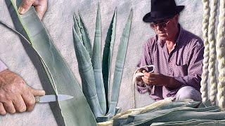 Natural STRINGS with PITA or AGAVE leaves. Beat, separate and braid its fibers