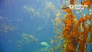 Kelp Cam and Carry On! | Monterey Bay Aquarium Kelp Forest Live Cam