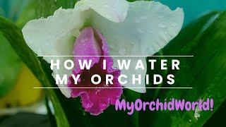 How I water my orchids #orchidcare #orchid